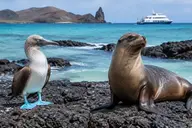 Galapagos sea lion and blue-footed booby, part of a combined Peru and Ecuador trip