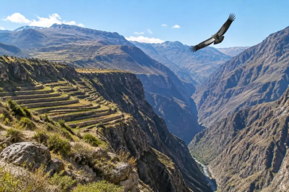 Andean condor flying over Colca Canyon terraces on a two-week Peru route through Arequipa